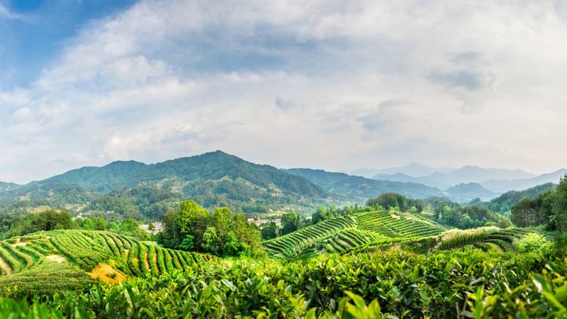 有关于汉中第二批生态茶园风采——南郑篇的信息(3)