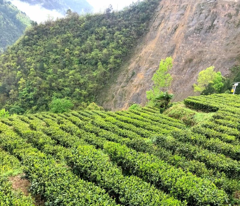有关于汉中第二批生态茶园风采——南郑篇的信息(6)