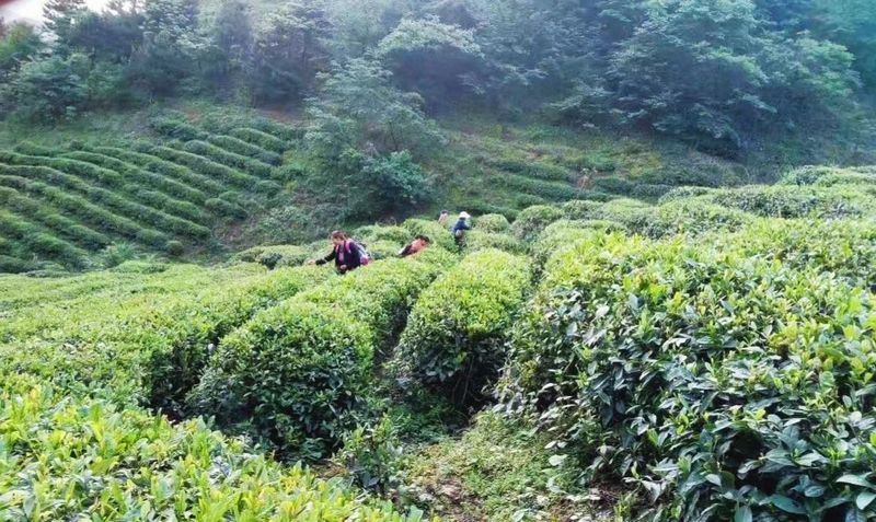 有关于汉中第二批生态茶园风采——南郑篇的信息(17)