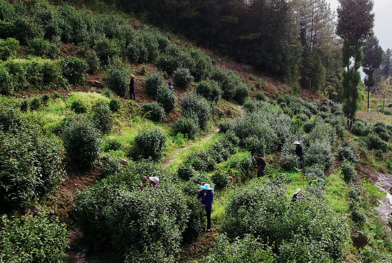 有关于汉中第二批生态茶园风采——南郑篇的信息(8)