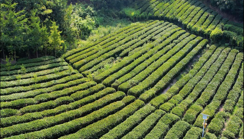 有关于汉中第二批生态茶园风采——南郑篇的信息(2)