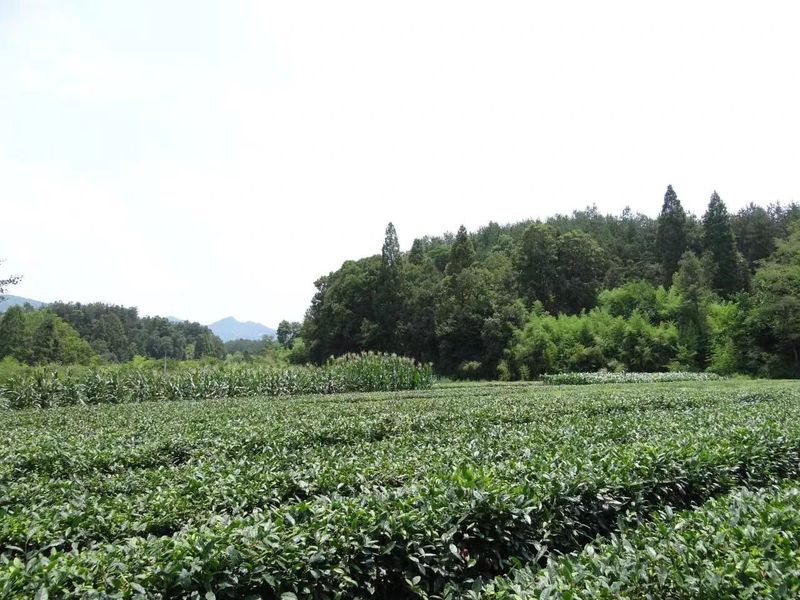 有关于汉中第二批生态茶园风采——南郑篇的信息(10)