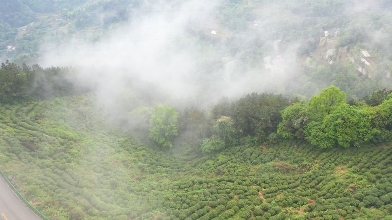 有关于汉中第二批生态茶园风采——南郑篇的信息(16)