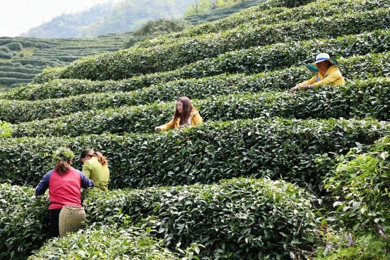 有关于汉中第二批生态茶园风采——南郑篇的信息(18)