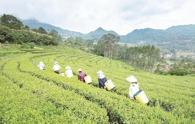 关于诏安县打造八仙茶优势特色产业助推乡村振兴综述的相关信息(1)