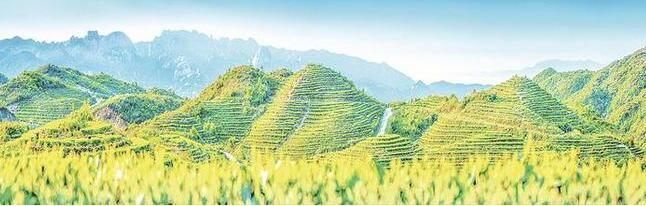 关于诏安县打造八仙茶优势特色产业助推乡村振兴综述的相关信息(3)