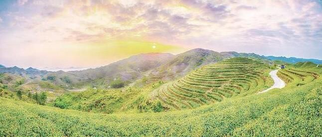 关于诏安县打造八仙茶优势特色产业助推乡村振兴综述的相关信息