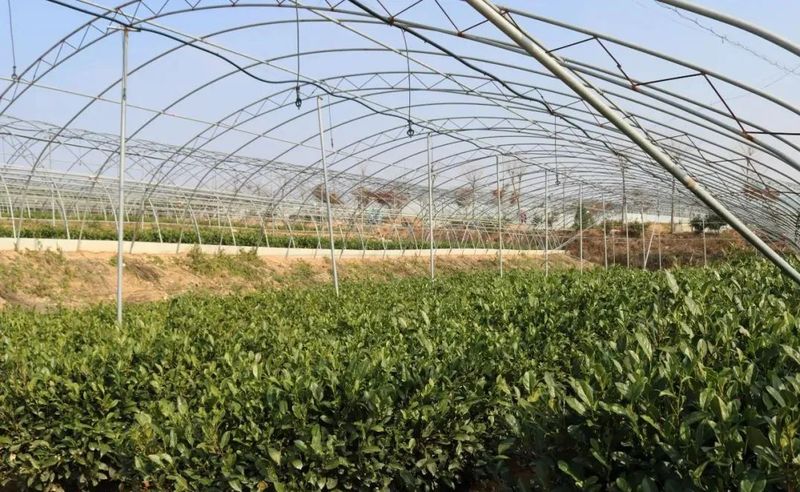有关于东港区召开全区茶园越冬防护暨机械化管理培训会议的资讯(3)