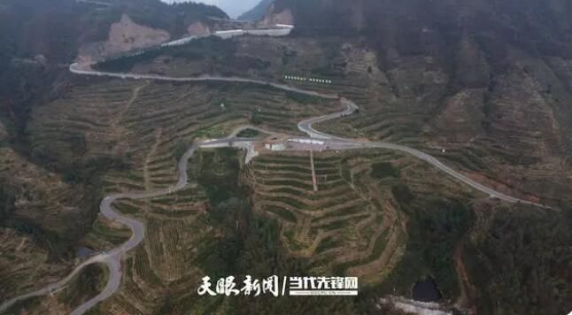 关于普安“白叶一号”感恩茶园：冬季补种助力茶园高质量发展的资讯