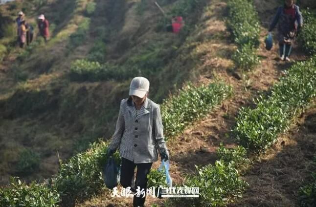 关于普安“白叶一号”感恩茶园：冬季补种助力茶园高质量发展的资讯(1)