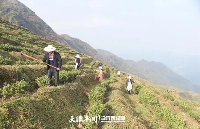 关于普安“白叶一号”感恩茶园：冬季补种助力茶园高质量发展的资讯(2)