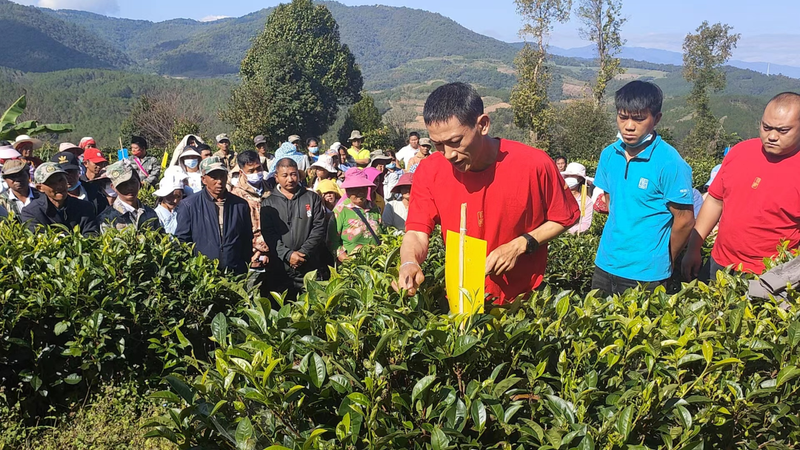 关于澜沧糯福乡：开展茶叶提质增效技能培训 为茶农“充电”的新闻(1)