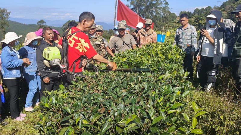 关于澜沧糯福乡：开展茶叶提质增效技能培训 为茶农“充电”的新闻(2)