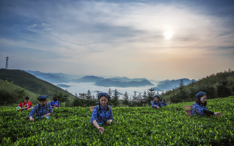 有关于一片叶子点亮茶旅融合的“诗与远方”的新闻