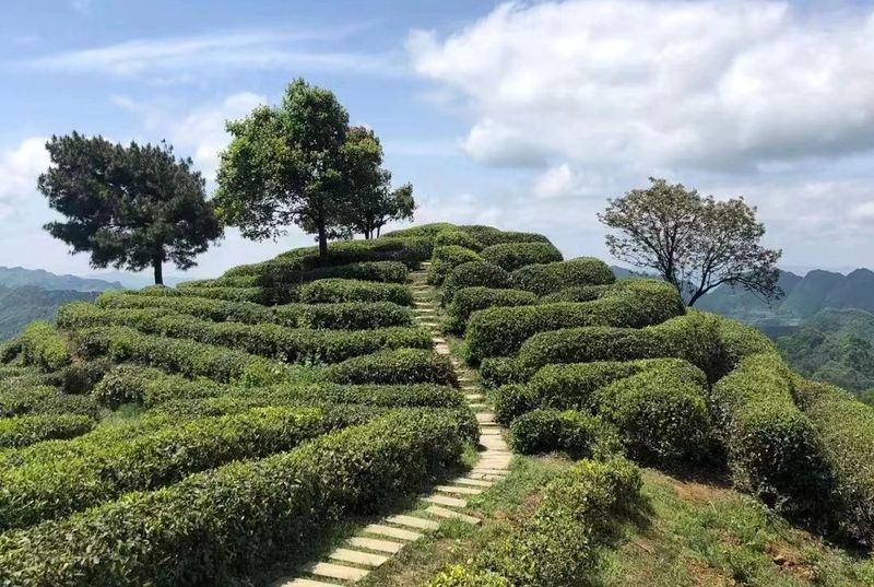 关于汉中第二批生态茶园风采——勉县篇的内容(8)