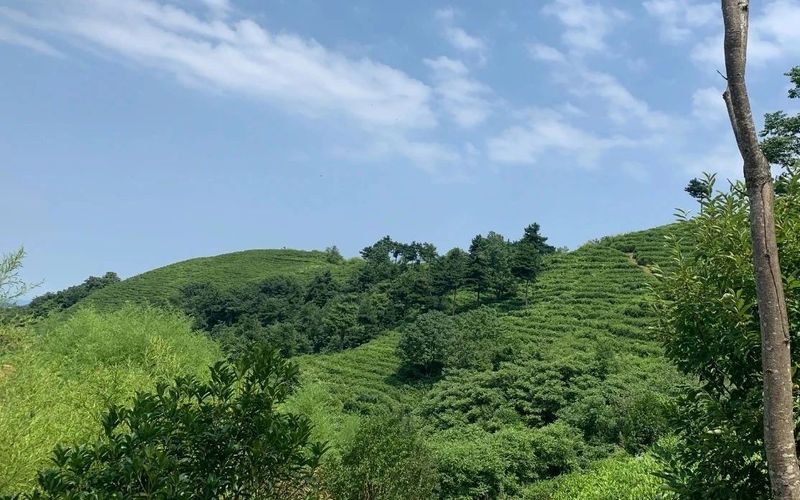 关于汉中第二批生态茶园风采——勉县篇的内容(6)