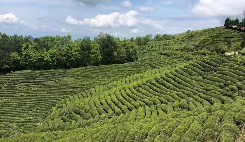 关于汉中第二批生态茶园风采——勉县篇的内容(7)