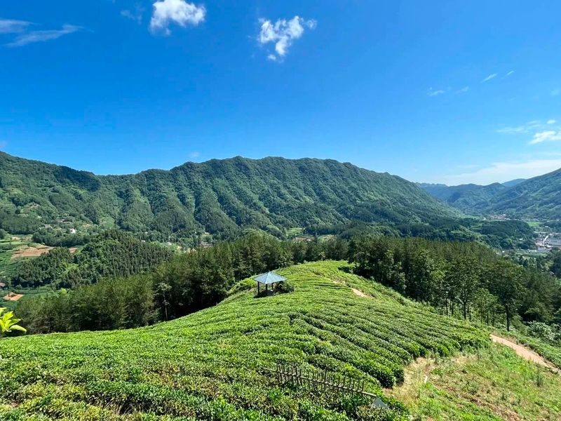 关于汉中第二批生态茶园风采——勉县篇的内容(3)