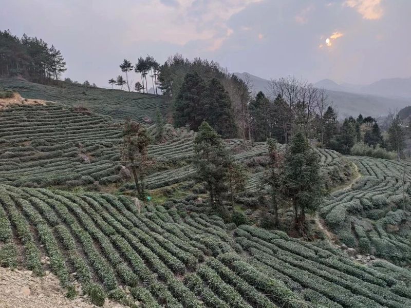 关于汉中第二批生态茶园风采——勉县篇的内容(10)