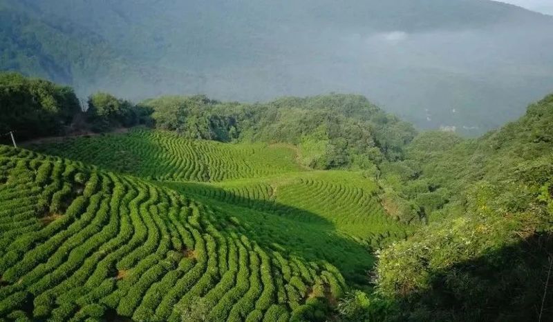 关于汉中第二批生态茶园风采——勉县篇的内容(1)