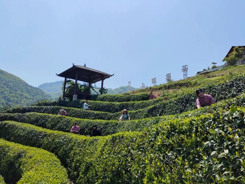关于汉中第二批生态茶园风采——勉县篇的内容(4)