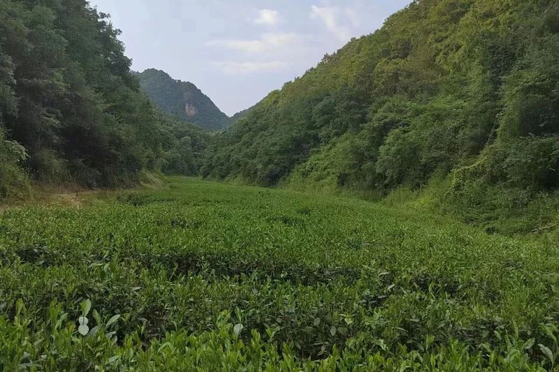 关于汉中第二批生态茶园风采——勉县篇的内容(13)