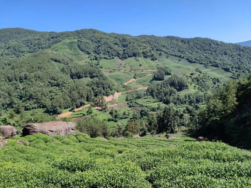 关于汉中第二批生态茶园风采——勉县篇的内容(9)