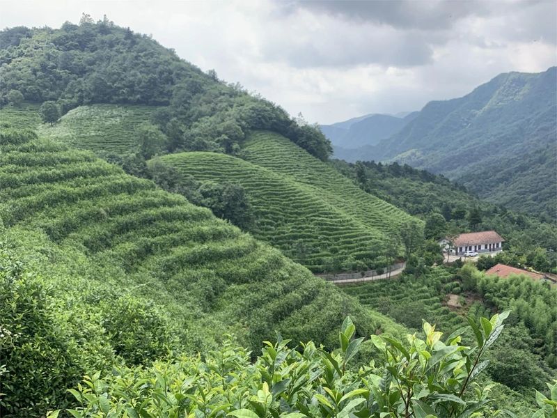 关于汉中第二批生态茶园风采——勉县篇的内容(5)