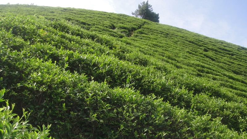 关于汉中第二批生态茶园风采——勉县篇的内容(11)