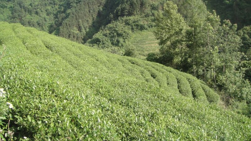 关于汉中第二批生态茶园风采——勉县篇的内容(12)