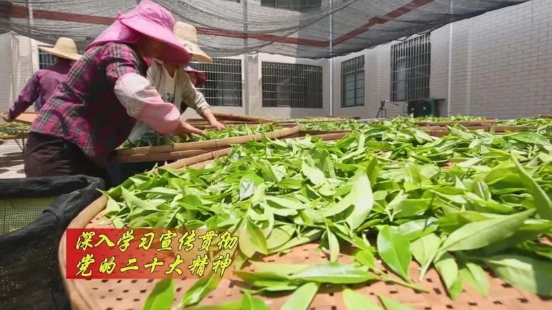 有关于漳平南洋梧溪：做好做活“茶”文章 拓宽长远致富路的相关内容(4)