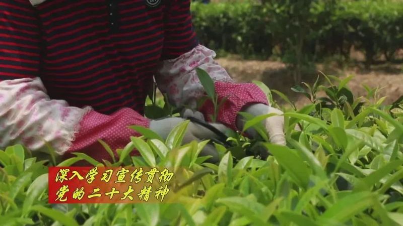 有关于漳平南洋梧溪：做好做活“茶”文章 拓宽长远致富路的相关内容(3)