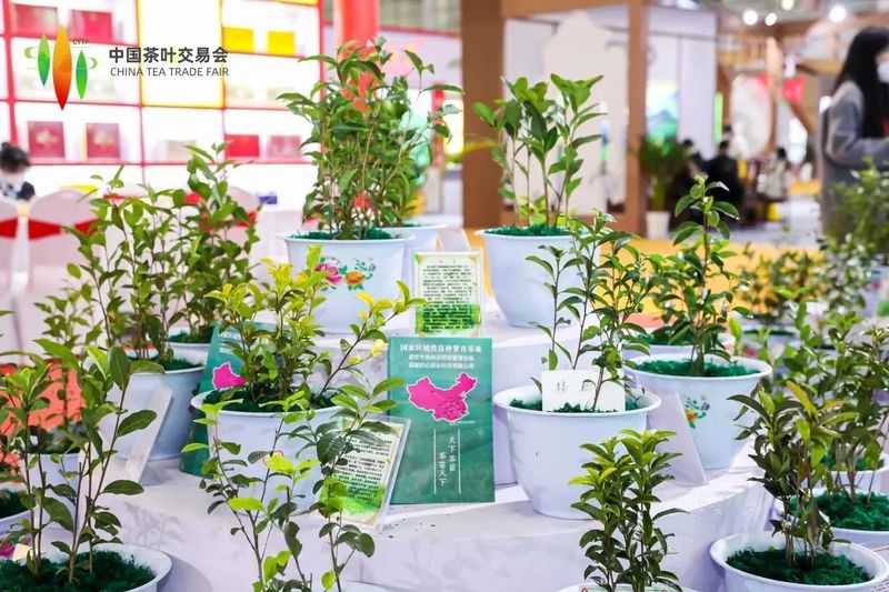 有关于首届中国茶叶交易会举办!多少宝藏茶产区惊艳亮相?的相关信息(11)