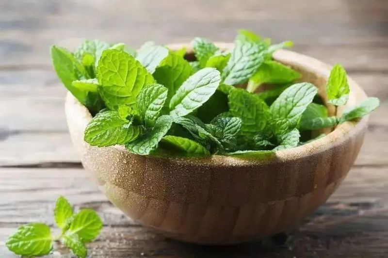 关于世界饮茶风情（非洲篇）——西非饮茶文化的新闻(2)
