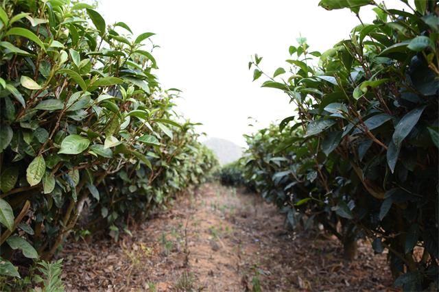 有关于力争到2030年实现翻番 川茶综合产值剑指两千亿的相关信息