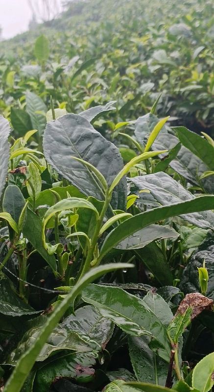 关于“贵州绿茶”第一采，普安做足“早”茶文章的相关信息(3)