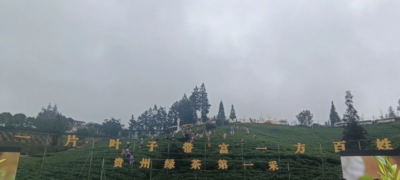 关于“贵州绿茶”第一采，普安做足“早”茶文章的相关信息(1)