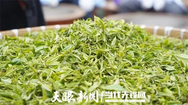 关于“贵州绿茶”第一采，普安做足“早”茶文章的相关信息(2)