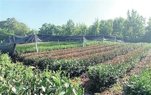 关于2022中国茶叶行业十大资讯发布的消息(3)