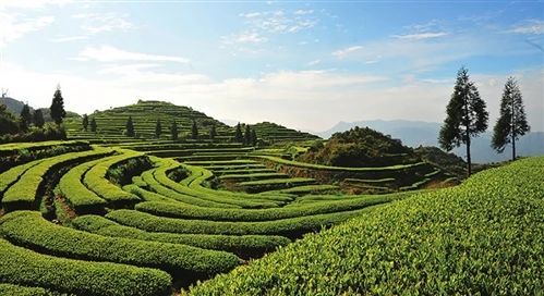关于2022中国茶叶行业十大资讯发布的消息(9)