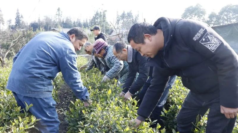 有关于“物资+技术”暖心上门!提振茶产业发展信心的相关信息(1)