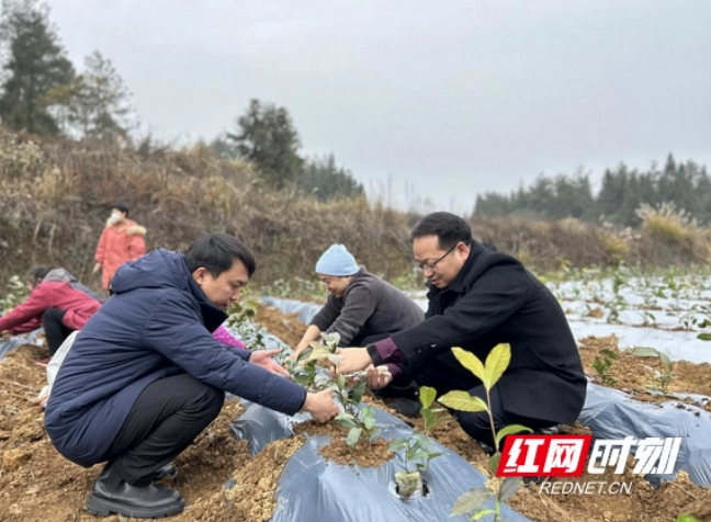 关于花垣县：黄金茶园冬种忙的内容(2)
