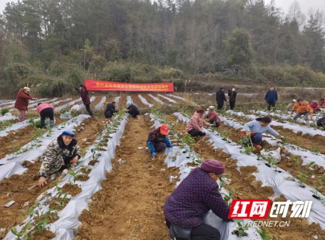 关于花垣县：黄金茶园冬种忙的内容