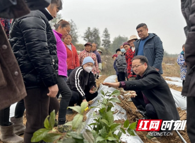 关于花垣县：黄金茶园冬种忙的内容(1)
