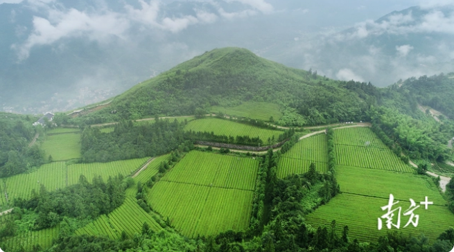关于三湘四水,五彩湘茶的新闻