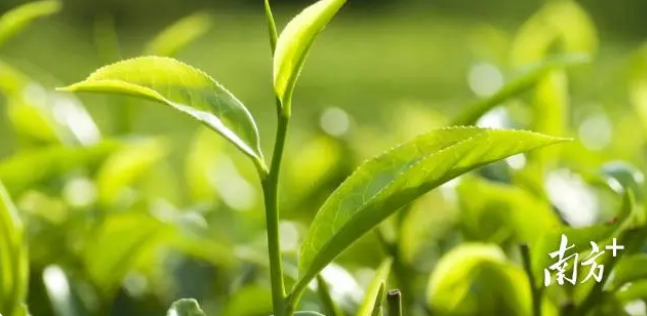 关于三湘四水,五彩湘茶的新闻(1)