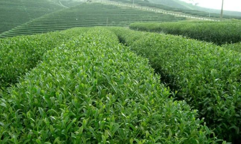 有关于沧源:持续巩固提升茶叶产业的新闻(4)