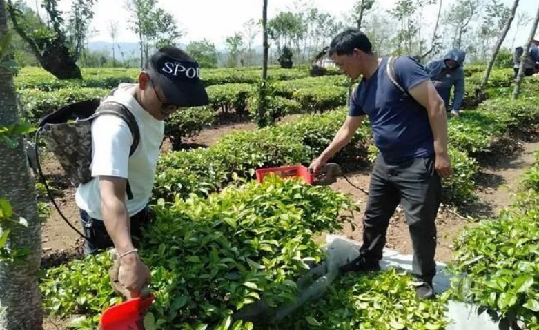 有关于沧源:持续巩固提升茶叶产业的新闻(3)