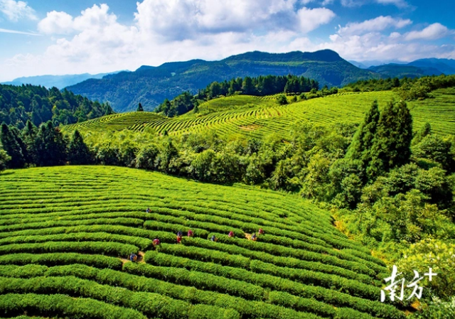 关于重庆：山与城中的茶滋味的消息