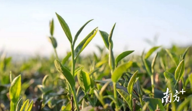 关于重庆：山与城中的茶滋味的消息(1)